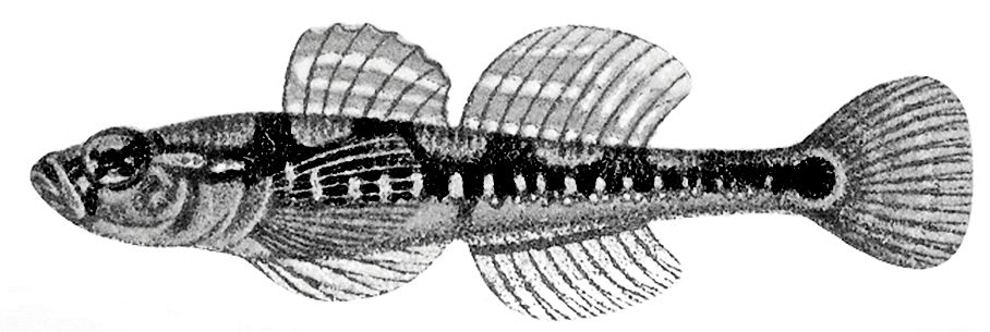 Gobiusculus flavescens_01.jpg